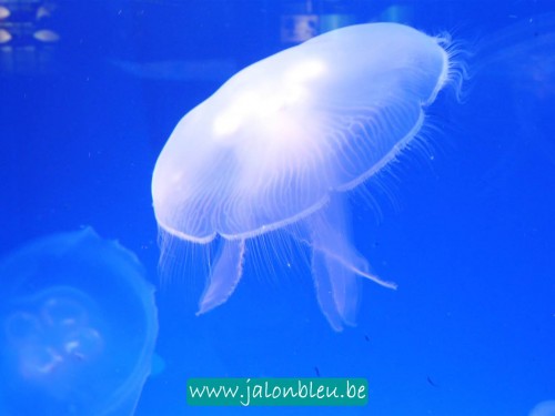 méduse2013.jpg