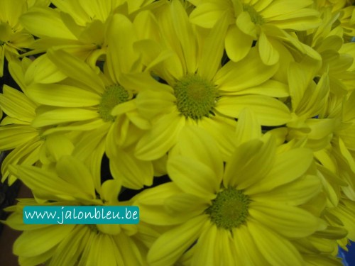 Fleurs jaunes Photos2013.jpg