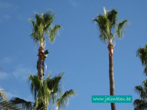 cocotier tenerife.JPG