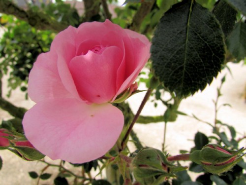 IMG_0262 (Copier).JPG