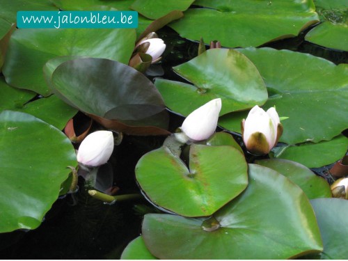 nénuphars