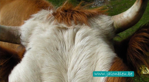 vache.jpg